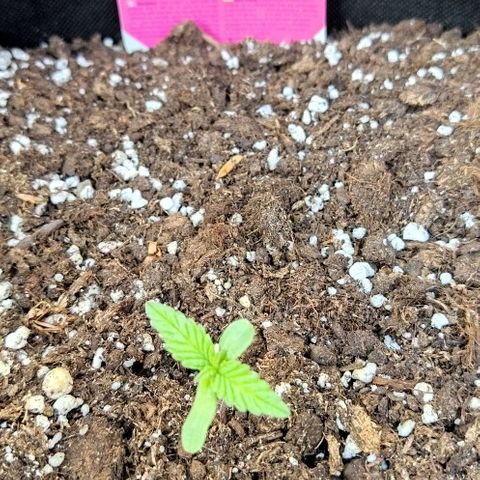 Special kush 1  growlog timeline photo
