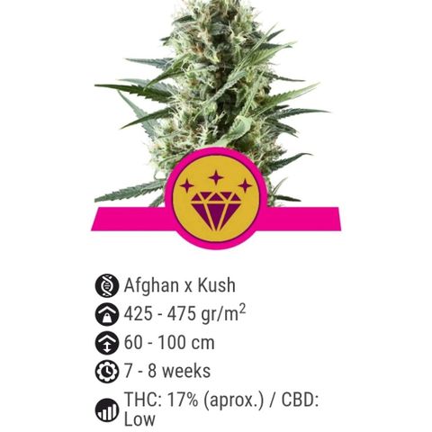 Special kush 1  growlog timeline photo