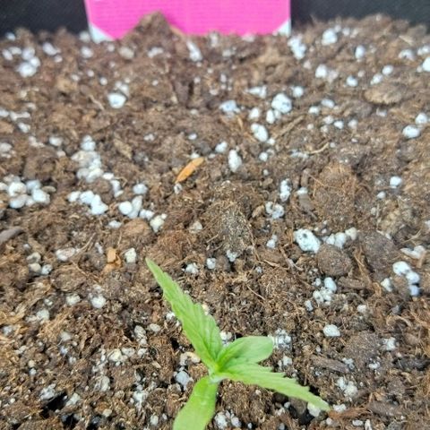Special kush 1  growlog timeline photo