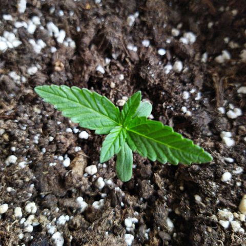Special kush 1  growlog timeline photo