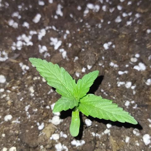 Special kush 1  growlog timeline photo