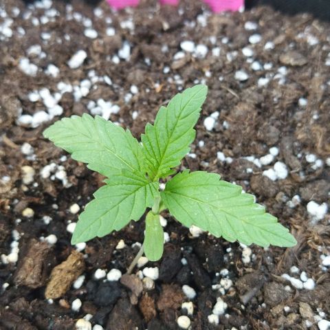 Special kush 1  growlog timeline photo