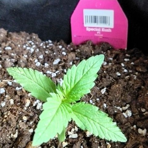 Special kush 1  growlog timeline photo