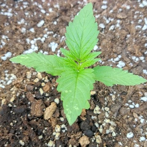Special kush 1  growlog timeline photo