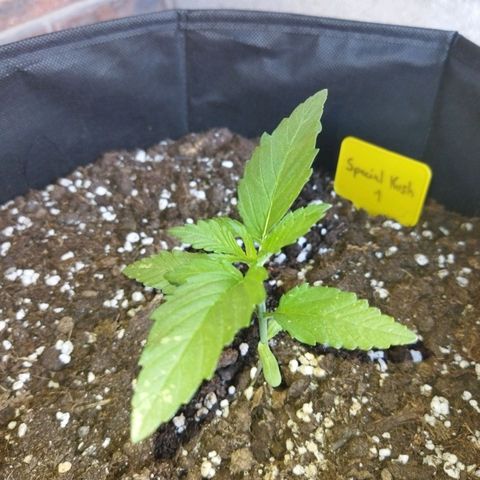 Special kush 1  growlog timeline photo