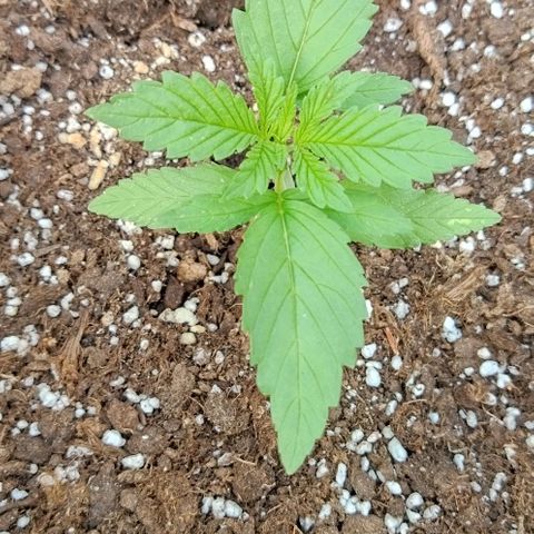 Special kush 1  growlog timeline photo