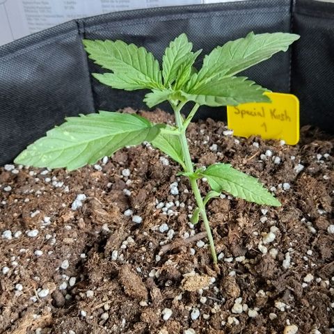Special kush 1  growlog timeline photo