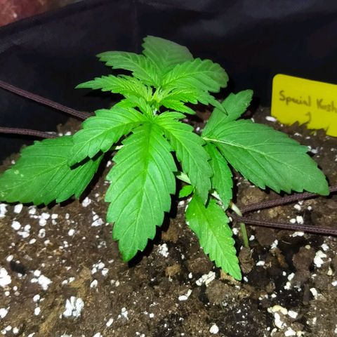 Special kush 1  growlog timeline photo