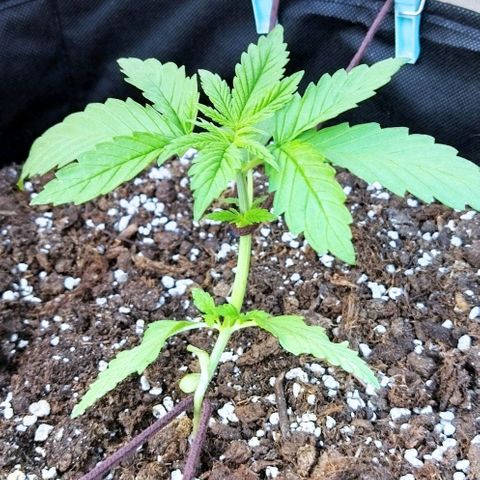 Special kush 1  growlog timeline photo