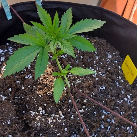 Special kush 1  growlog timeline photo