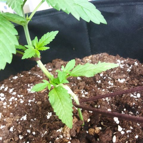 Special kush 1  growlog timeline photo