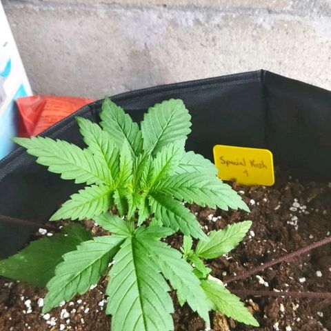 Special kush 1  growlog timeline photo