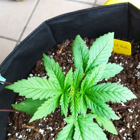 Special kush 1  growlog timeline photo
