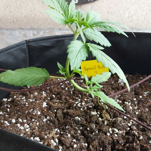 Special kush 1  growlog timeline photo