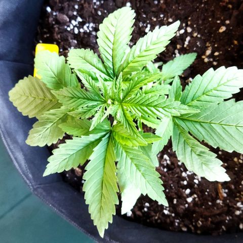 Special kush 1  growlog timeline photo