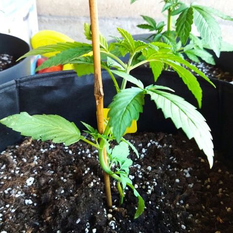 Special kush 1  growlog timeline photo