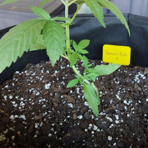 Special kush 1  growlog timeline photo