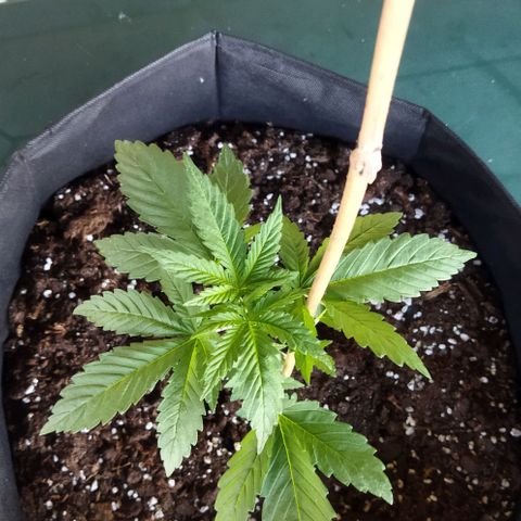 Special kush 1  growlog timeline photo