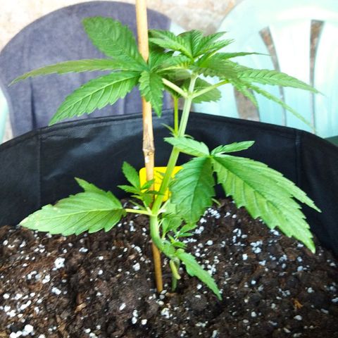 Special kush 1  growlog timeline photo