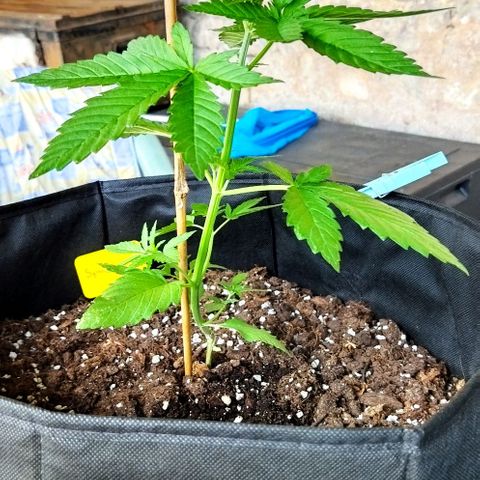 Special kush 1  growlog timeline photo