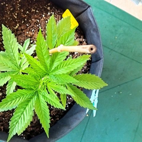 Special kush 1  growlog timeline photo