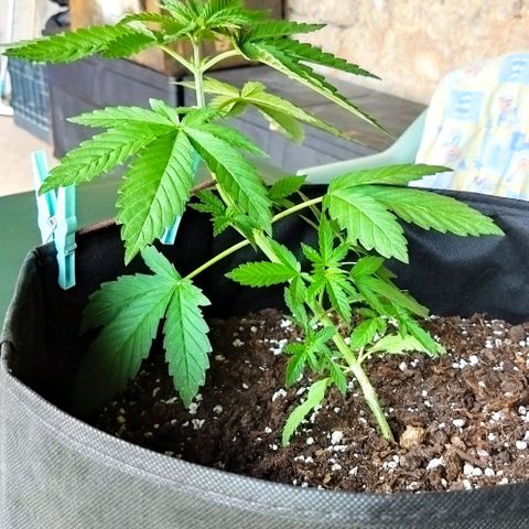 Special kush 1  growlog timeline photo