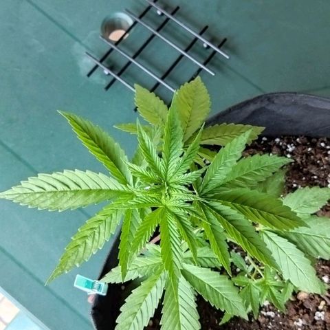 Special kush 1  growlog timeline photo