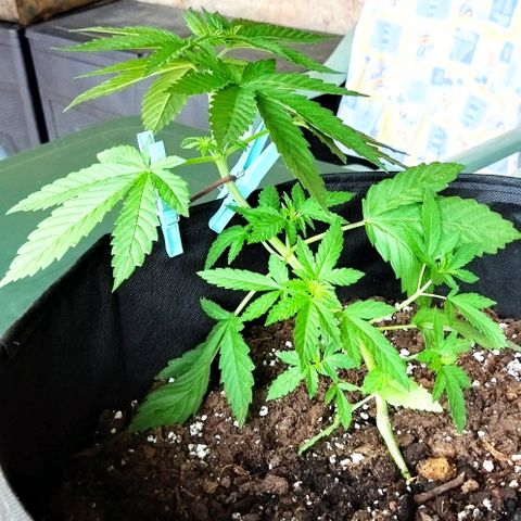Special kush 1  growlog timeline photo
