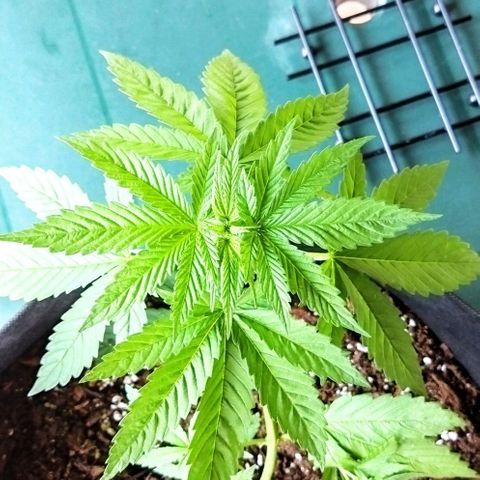Special kush 1  growlog timeline photo