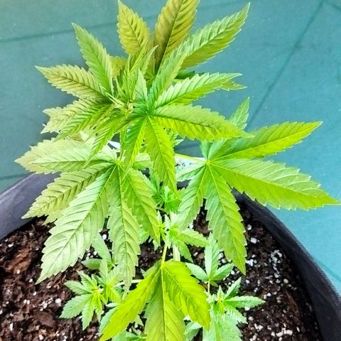 Special kush 1  growlog timeline photo