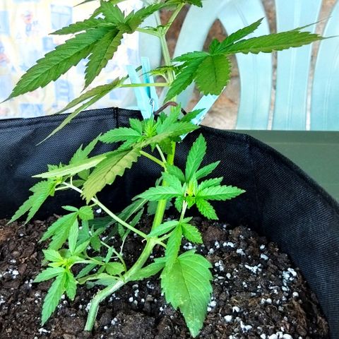 Special kush 1  growlog timeline photo