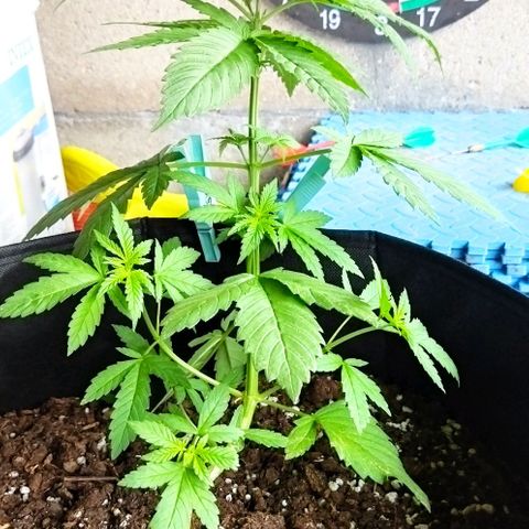 Special kush 1  growlog timeline photo