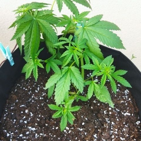 Special kush 1  growlog timeline photo