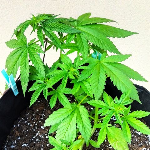 Special kush 1  growlog timeline photo