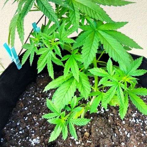 Special kush 1  growlog timeline photo