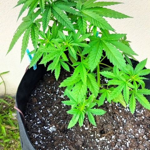 Special kush 1  growlog timeline photo