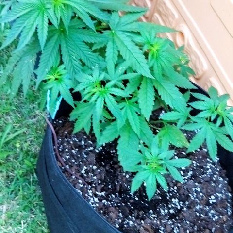 Special kush 1  growlog timeline photo