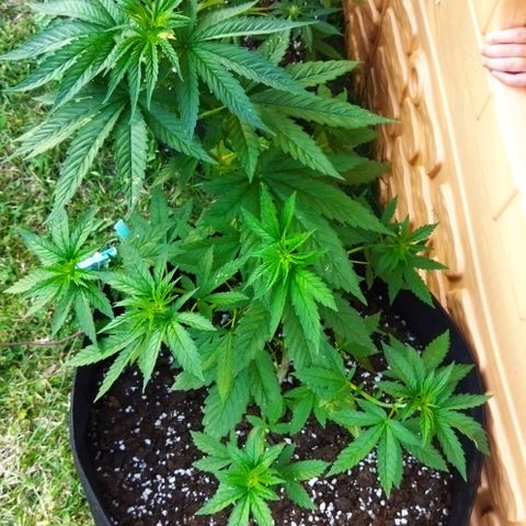 Special kush 1  growlog timeline photo