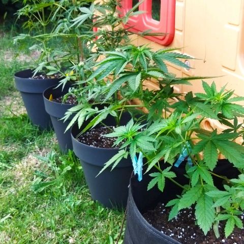 Special kush 1  growlog photo: Photo de famille