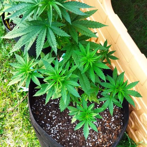 Special kush 1  growlog timeline photo