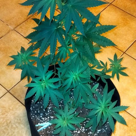 Special kush 1  growlog timeline photo