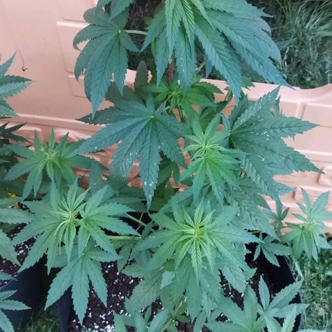 Special kush 1  growlog timeline photo