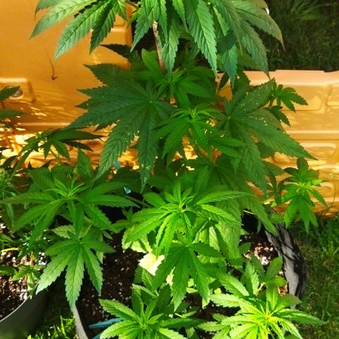 Special kush 1  growlog timeline photo