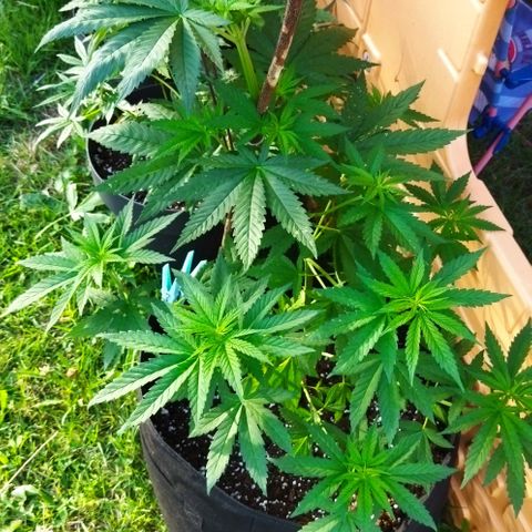 Special kush 1  growlog timeline photo