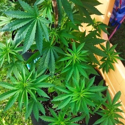 Special kush 1  growlog timeline photo