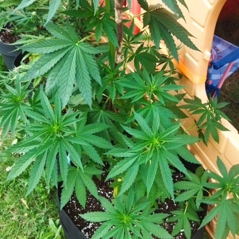 Special kush 1  growlog timeline photo
