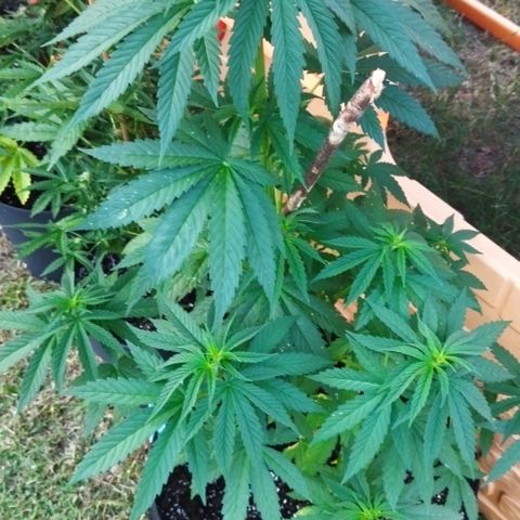 Special kush 1  growlog timeline photo