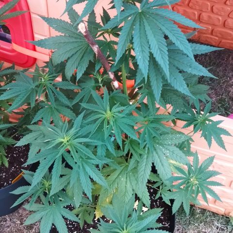 Special kush 1  growlog timeline photo