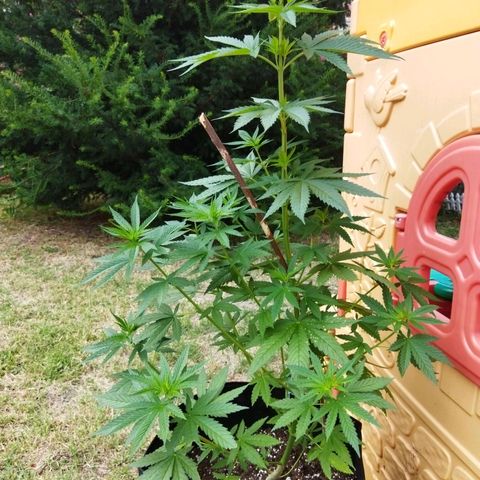 Special kush 1  growlog timeline photo