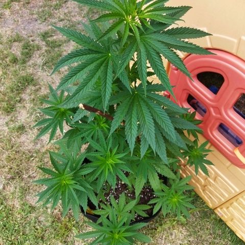 Special kush 1  growlog timeline photo